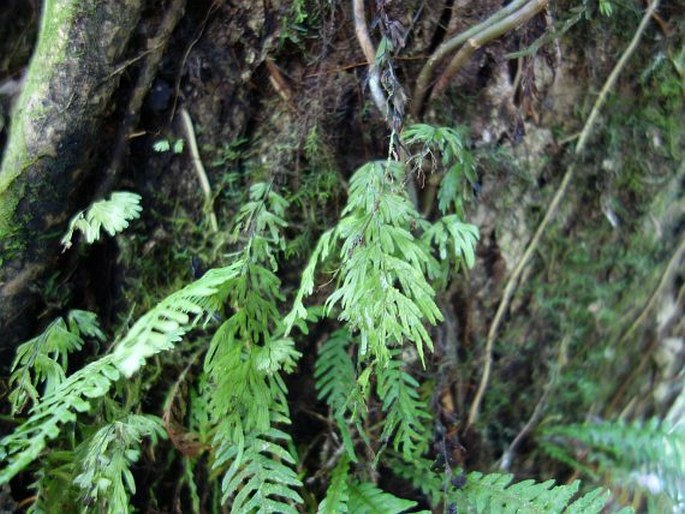 Hymenophyllum serrulatum