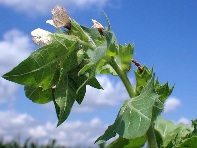 Hyoscyamus agrestis