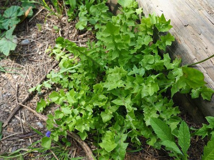 Hyoseris radiata