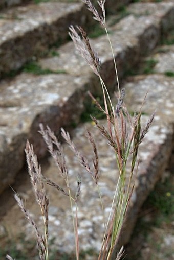 Hyparrhenia hirta