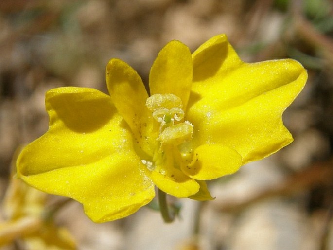 HYPECOUM PSEUDOGRANDIFLORUM Petrović