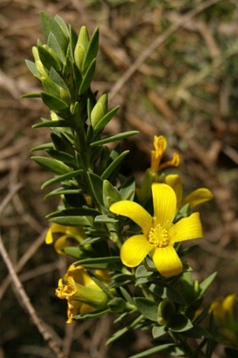 Hypericum aegypticum