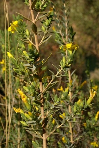 Hypericum aegypticum