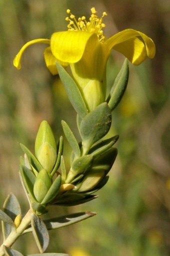 Hypericum aegypticum