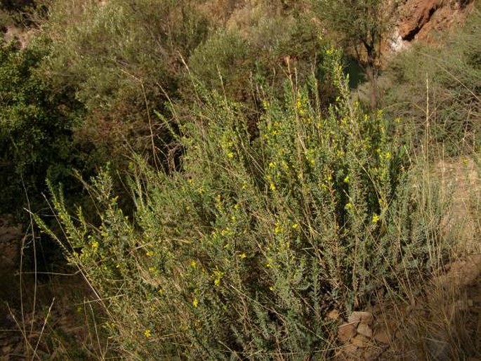 Hypericum aegypticum