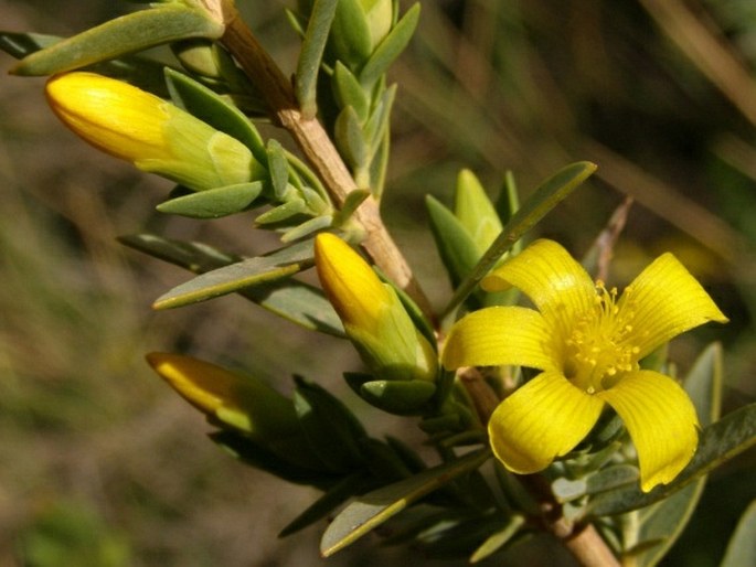 Hypericum aegypticum