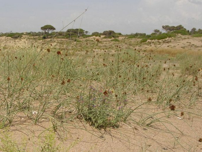 Hypericum auriculatum