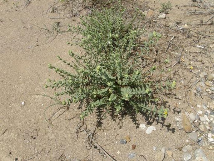 Hypericum auriculatum