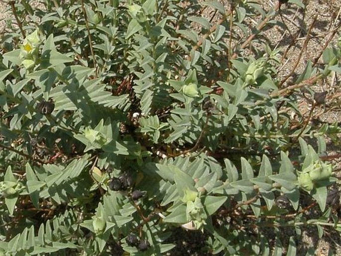 Hypericum auriculatum