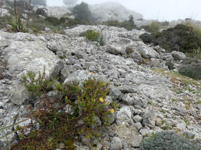 Hypericum balearicum
