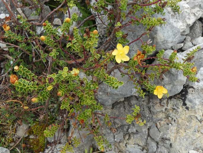 Hypericum balearicum