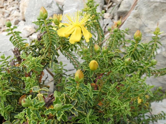 Hypericum balearicum
