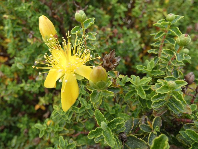 Hypericum balearicum