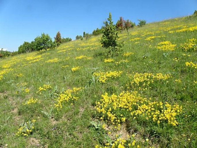 Hypericum barbatum