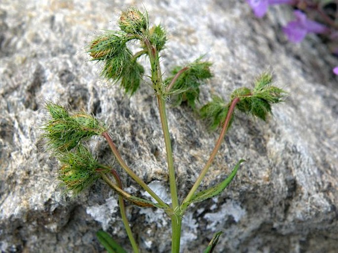 Hypericum barbatum