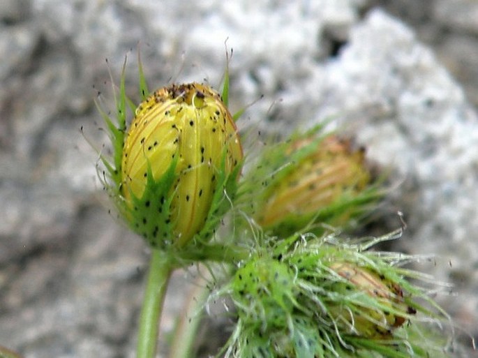 Hypericum barbatum