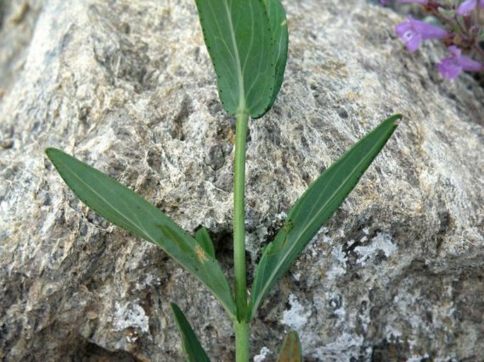 Hypericum barbatum