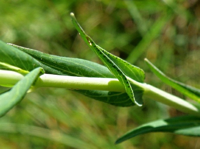 Hypericum barbatum