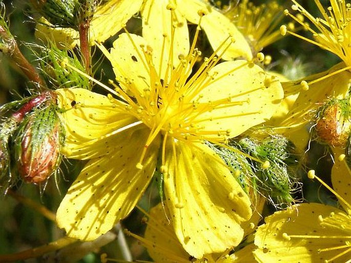 Hypericum barbatum