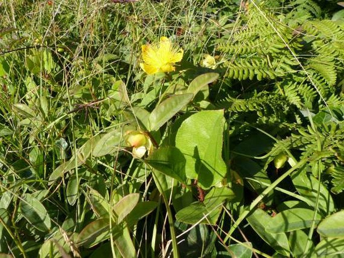 Hypericum calycinum