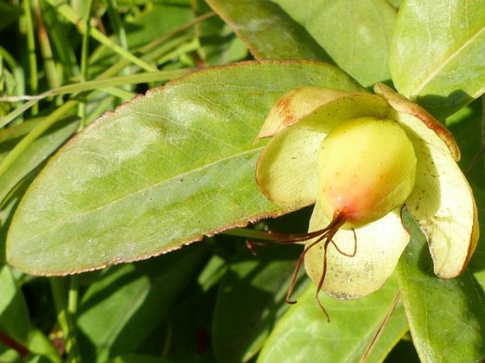 Hypericum calycinum