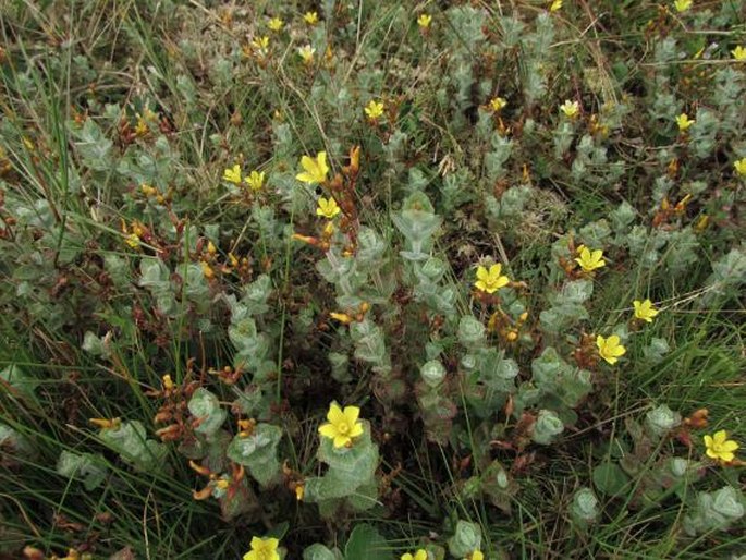 Hypericum elodes