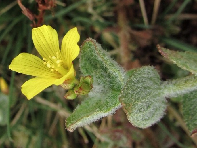 Hypericum elodes