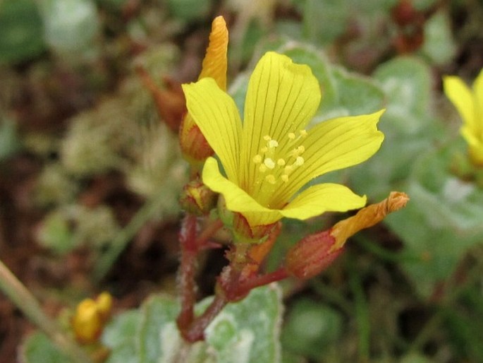 Hypericum elodes