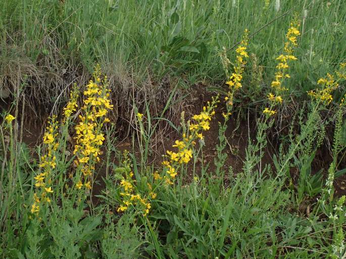 Hypericum elongatum