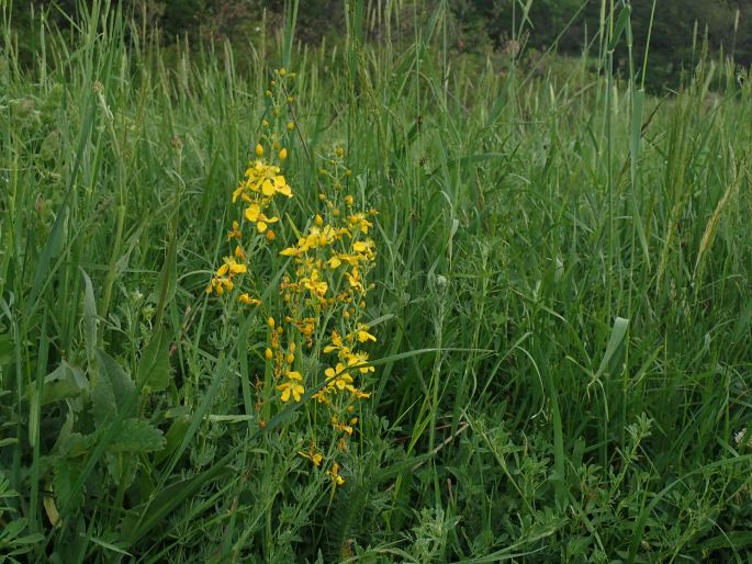 Hypericum elongatum