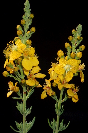 Hypericum elongatum