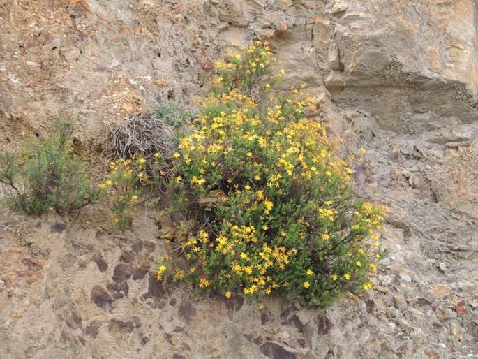 Hypericum empetrifolium