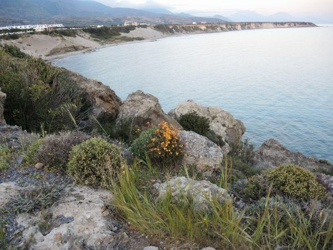 Hypericum empetrifolium