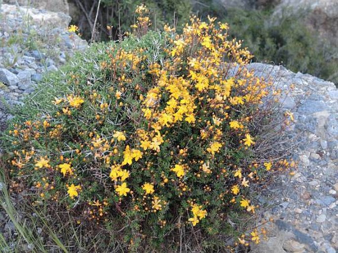 Hypericum empetrifolium