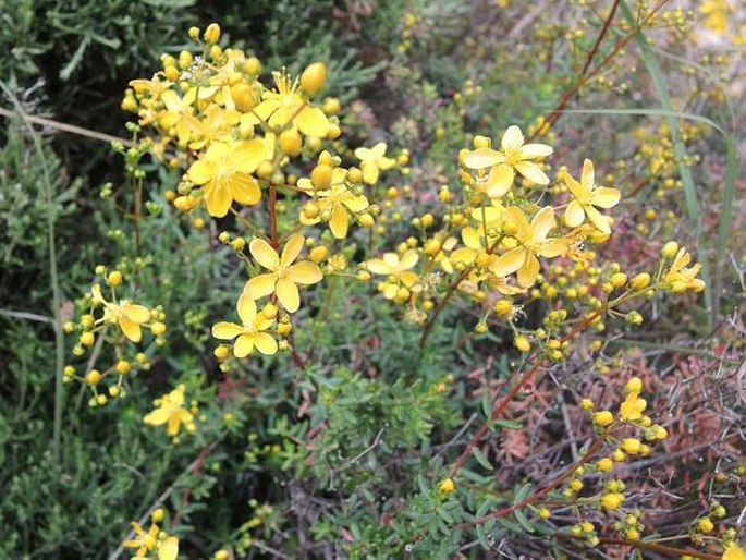 Hypericum empetrifolium