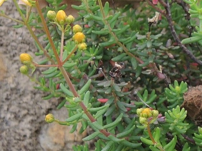 Hypericum empetrifolium