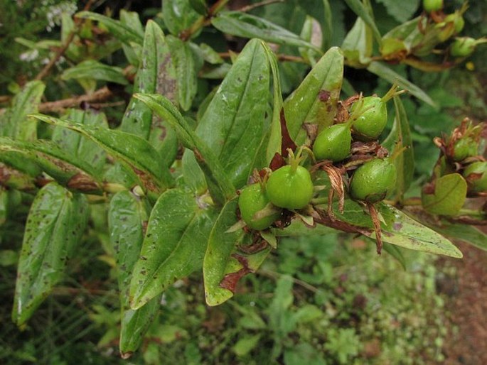 Hypericum foliosum