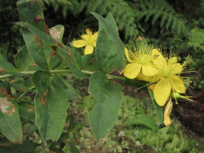 Hypericum foliosum