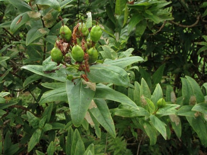 Hypericum foliosum