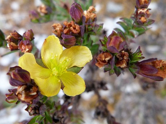 Hypericum gnidioides