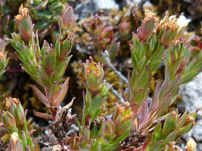 Hypericum gnidioides