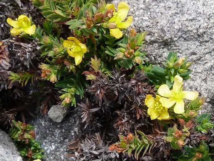 Hypericum gnidioides