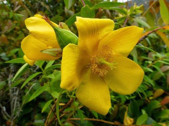 Hypericum leschenaultii