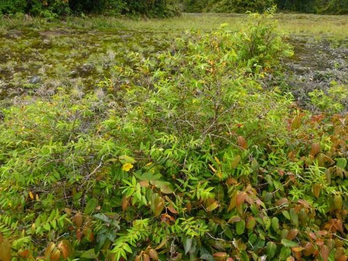 Hypericum leschenaultii