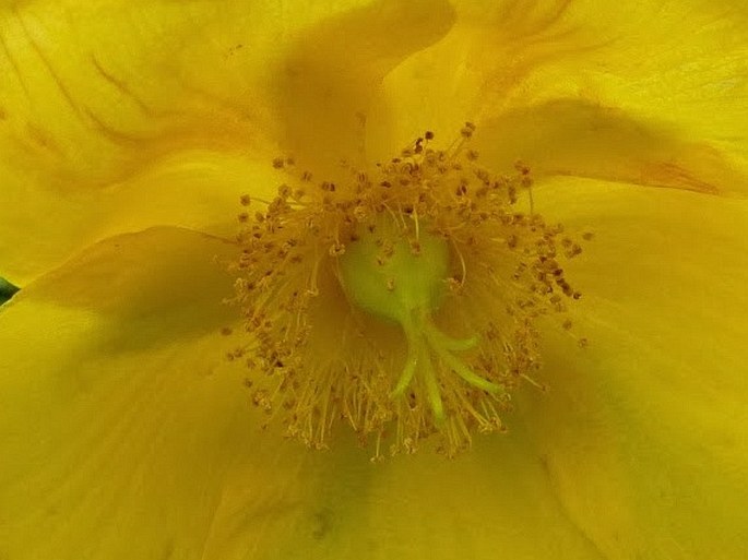 Hypericum leschenaultii