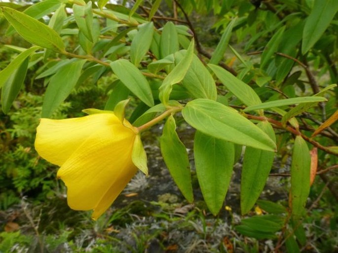 Hypericum leschenaultii