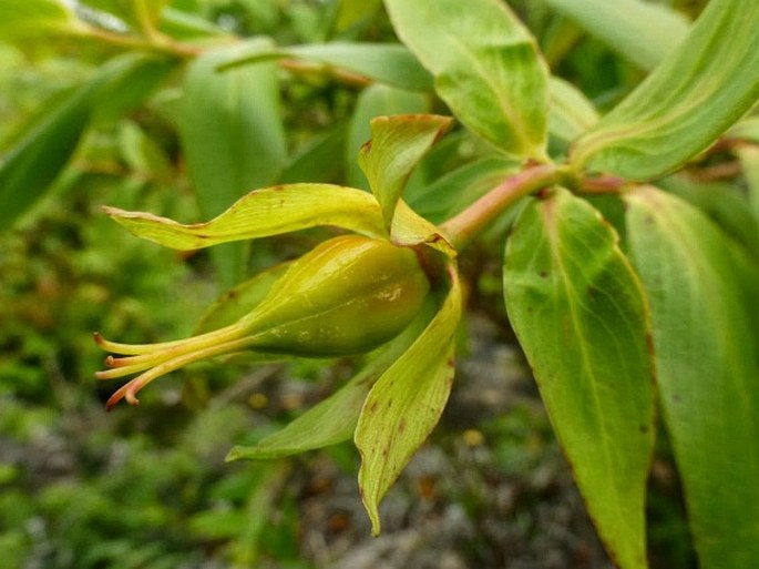 Hypericum leschenaultii