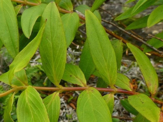 Hypericum leschenaultii