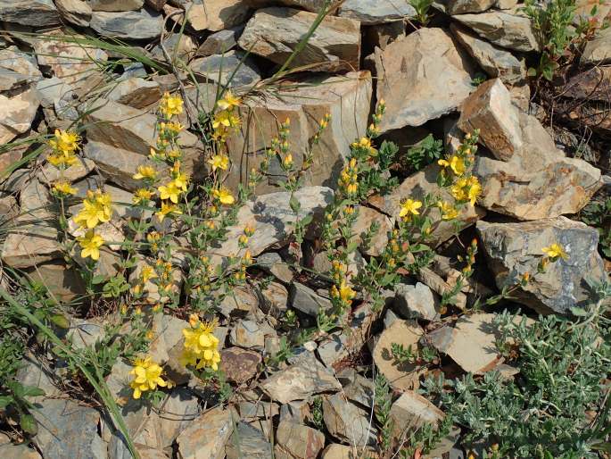 Hypericum linarioides