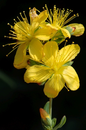 Hypericum linarioides